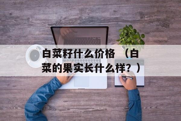 白菜籽什么价格 （白菜的果实长什么样？）